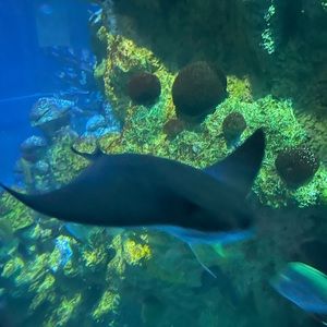 Meet your Posher, Wesley